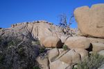 Joshua Tree N.P.